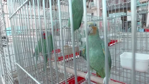 Parrots in a cage on the street. Stock Footage 77556723