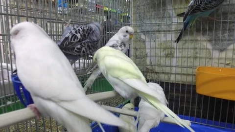 Parrots in a cage. Two white parrots sleep on a stick. Stock Footage 77411238