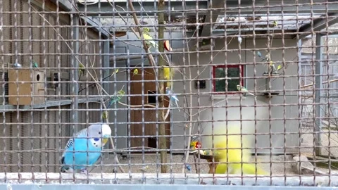 The parrots in cage in the zoo 스톡 동영상 237588670
