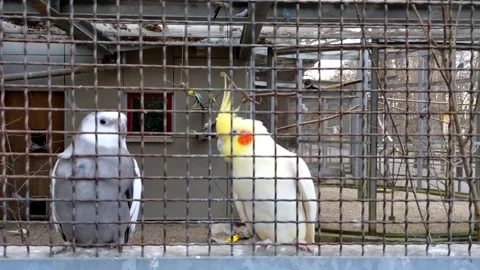 The parrots in cage in the zoo Stock Footage 237588677