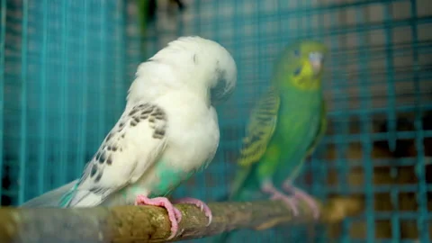 Parrots in cages with blurred background Stock Footage 239358939