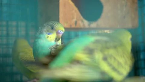 Parrots in cages with blurred background Stock Footage 241730660