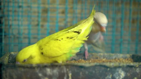 Parrots in cages with blurred background Stockbeeldmateriaal 241731057
