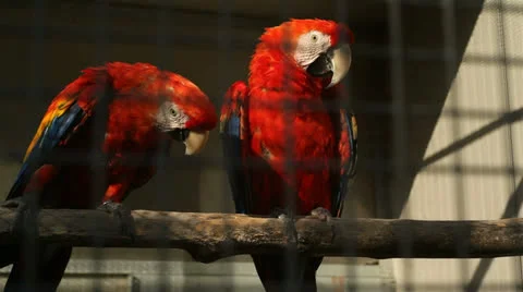 Parrots in captivity Stock Footage 25602423