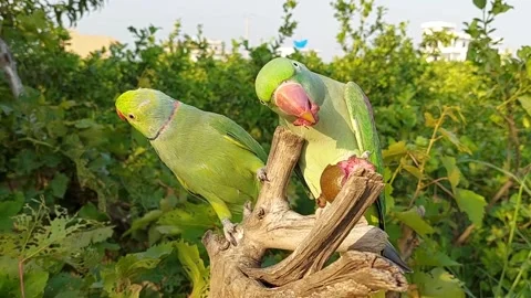 Parrots Chirping Sounds Stock Footage 164909309