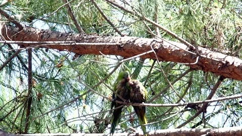 Parrots cleaning each other on pine Stock Footage 132417320