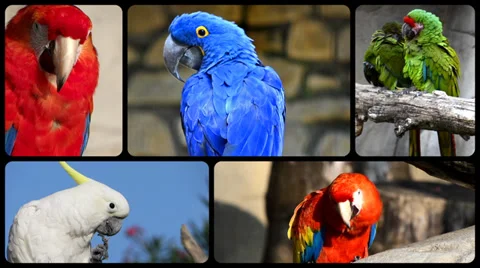 Parrots, collage 库存影片 33710853