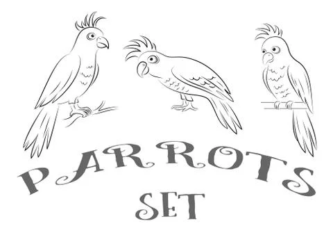 Parrots Contours Illustrazione stock