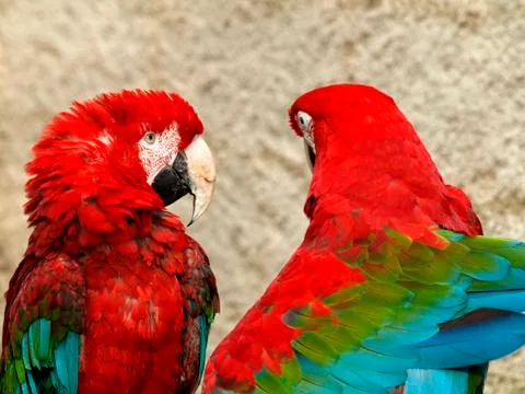 Parrots couple 스톡 사진