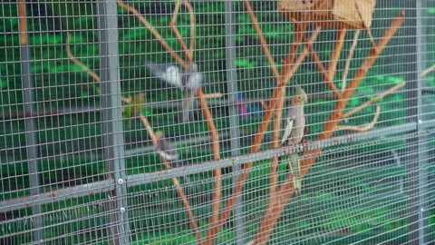 Parrots of different colors sit in a cage Stock Footage 196987794