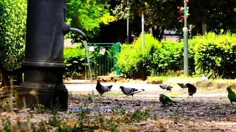 Parrots drink and refresh themselves. Stock Footage 111924331
