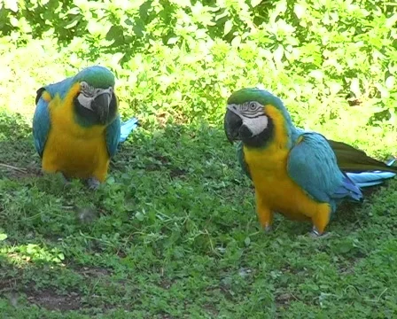 Parrots eating Stock Footage 70500