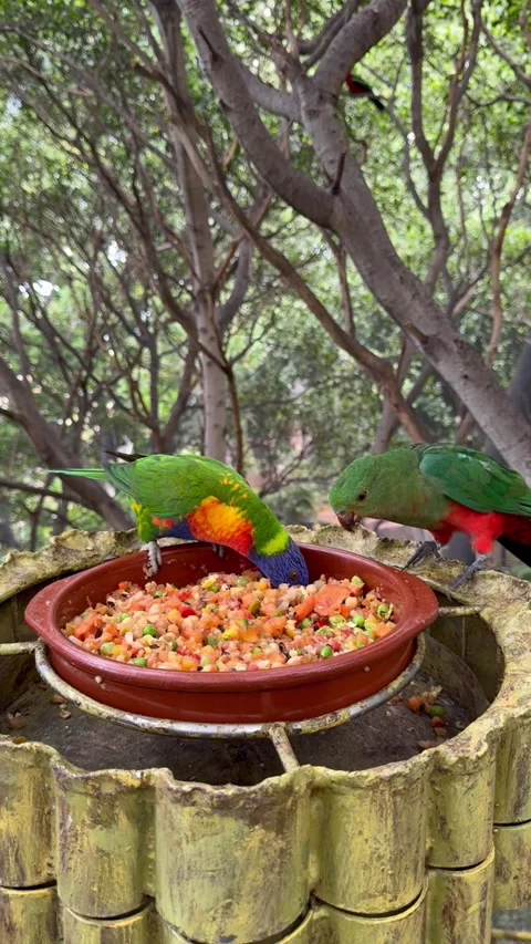 Parrots eating  Stock Footage 322138821
