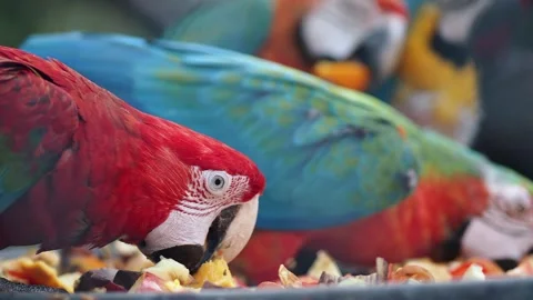 Parrots eating fruit in a colorful setting Video stock 341375086