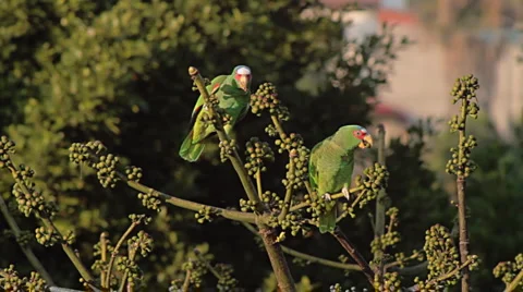 Parrots Eating Tree Fruit (HD) Stock Footage 2974660