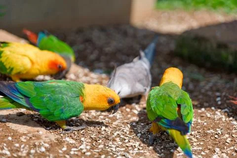 Parrots Feasting on the Ground Stock Photos