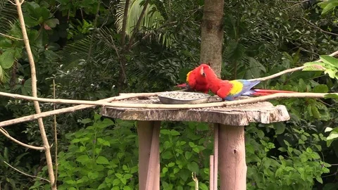 Parrots on the feeder Stock Footage 81532807