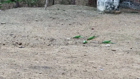 Parrots Feeding on Bare Ground Video stock 328560229
