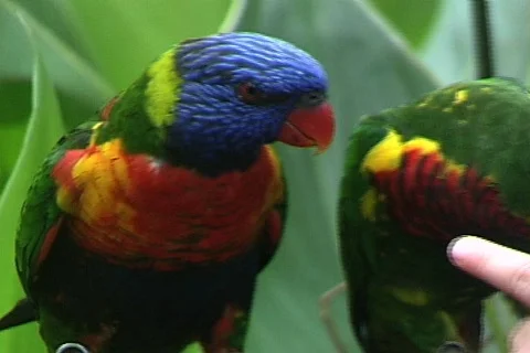 Parrots Feeding Stock Footage 819498
