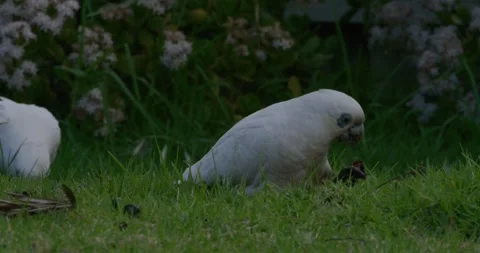 Parrots Feeding The Olives On The Ground 動画素材 333550918