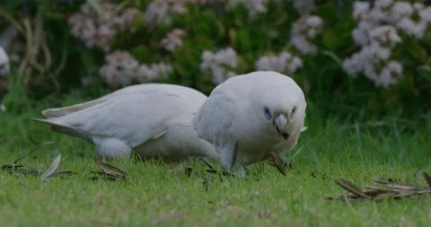 Parrots Feeding Over The Ground, 8K Stock Footage 333554501