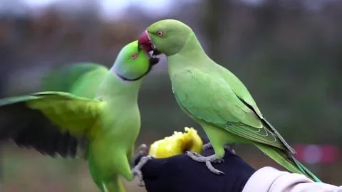 Parrots Fighting With Each Other over food Stock Footage 84318044