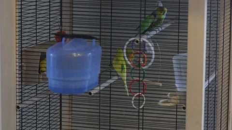 A Parrots Fly In The Cage Stock Footage 89597293