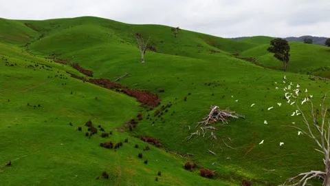 Parrots Fly Over The Green Hills, Aerial Shot, 6K Stock Footage 335636337