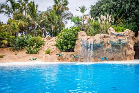 Parrots fly over the pool during a show at Loro Parque, Tenerife Stock Photos