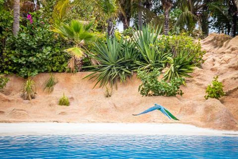 Parrots fly over the pool during a show at Loro Parque, Tenerife Stock Photos