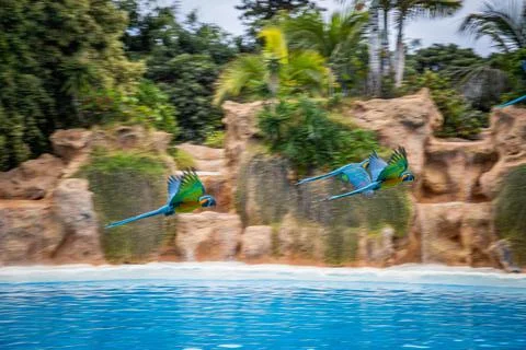 Parrots fly over the pool during a show at Loro Parque, Tenerife Stock Photos