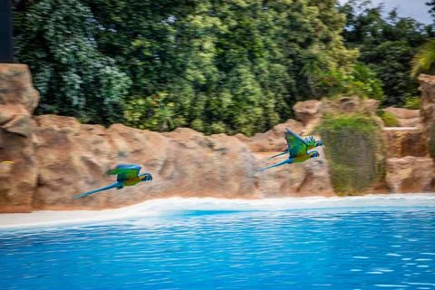Parrots fly over the pool during a show at Loro Parque, Tenerife Stock Photos