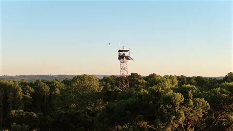 Parrots Flying Past Fire Watchtower Above Araucaria Forest Video stock 340149803