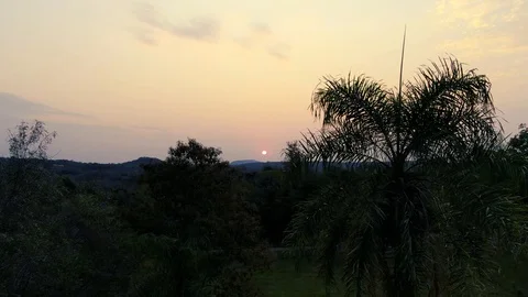 Parrots flying smoothly through the image Stock Footage 116724241