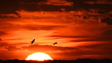 Parrots flying at sundown Stock Footage