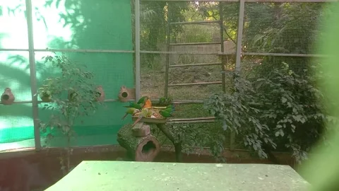 Parrots food 스톡 동영상 255843677