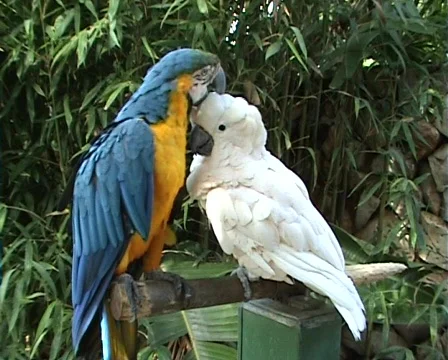Parrots Video stock 63172