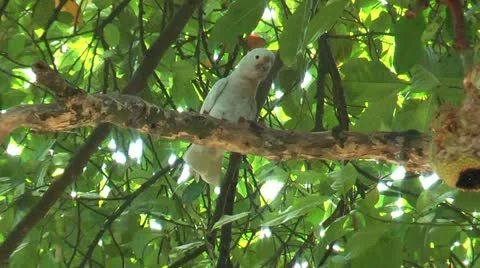 PARROTS Video stock 11888249