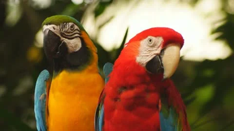 Parrots Stock Footage 20434174