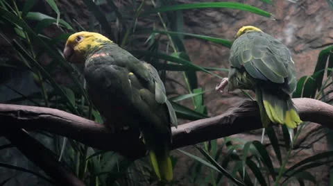 Parrots Stock Footage 23168099