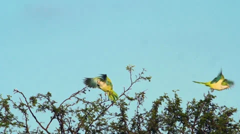 Parrots Stock Footage 24448912