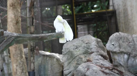 Parrots 스톡 동영상 29172928