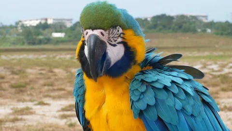 Parrots Video stock 85585519