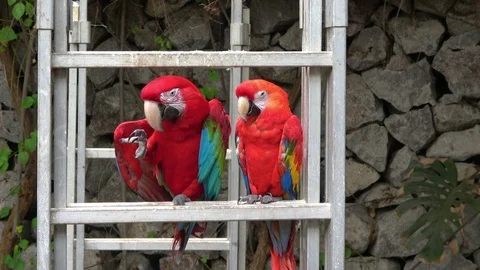 Parrots Stock Footage 109246886