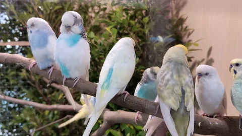 Parrots Stock Footage 161115848