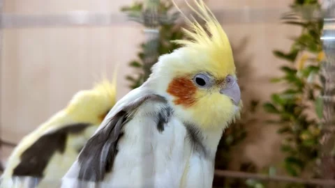 Parrots  Stock Footage 161589629