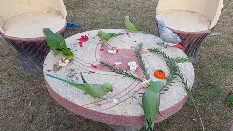 Parrots 스톡 동영상 164946764