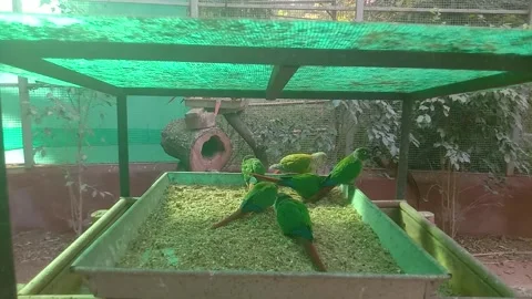 Parrots 스톡 동영상 255843676