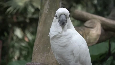 Parrots Stock Footage 314084052