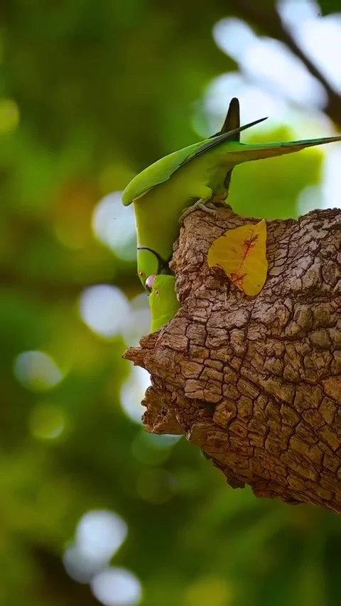 Parrots Stockbeeldmateriaal 330356298